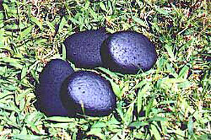 Hula Implements
